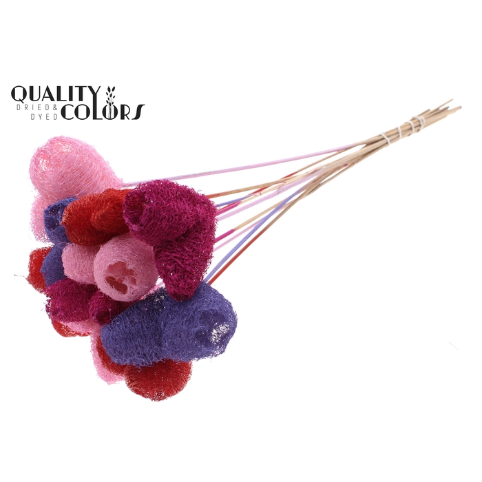 <h4>Luffa Heart on stem Mixed Colours</h4>