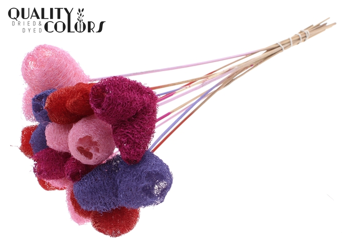 Luffa Heart on stem Mixed Colours