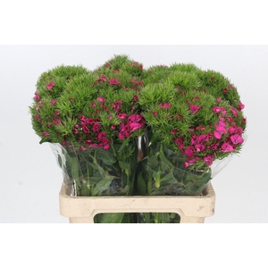 Dianthus Br Lord