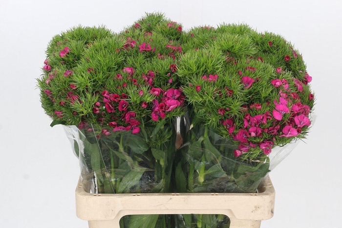 <h4>Dianthus Br Lord</h4>