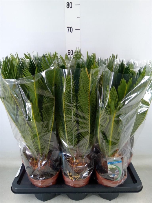 <h4>Cycas revoluta</h4>