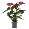 Anthurium Diamond Red in transparant sleeve