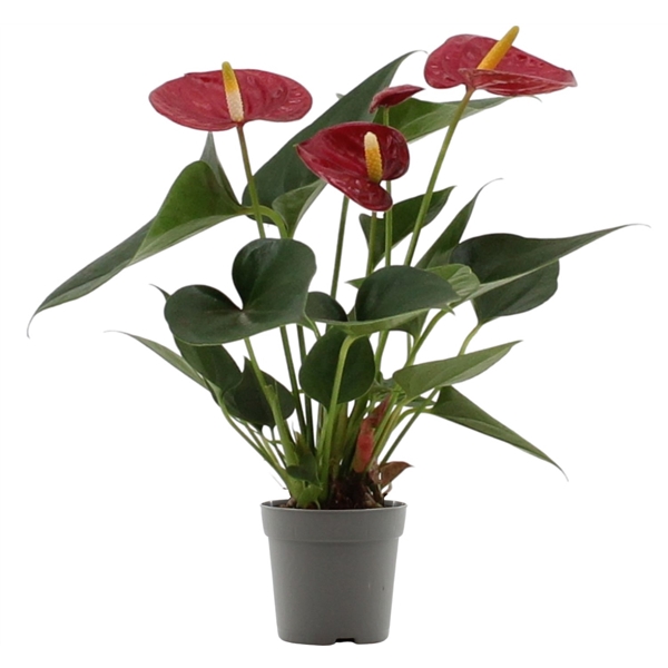 <h4>Anthurium Diamond Red in transparant sleeve</h4>