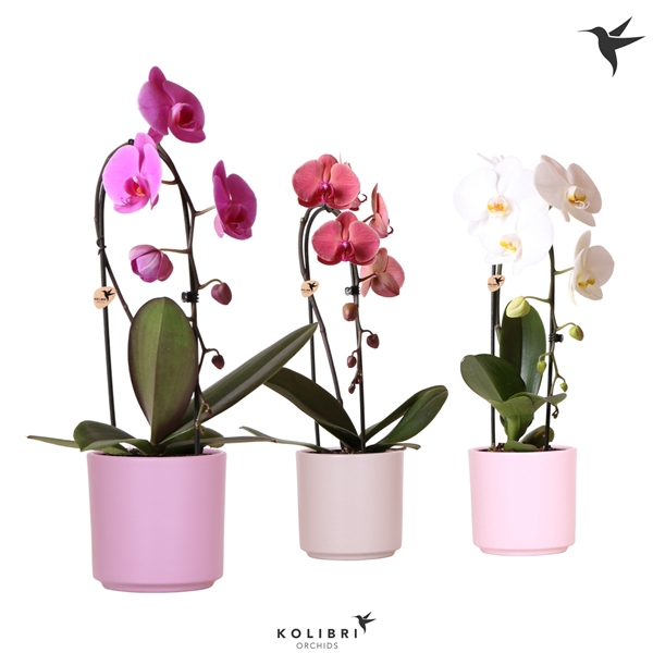 <h4>Kolibri Orchids Cascade Niagara fall mix 1 spike in simplicity</h4>