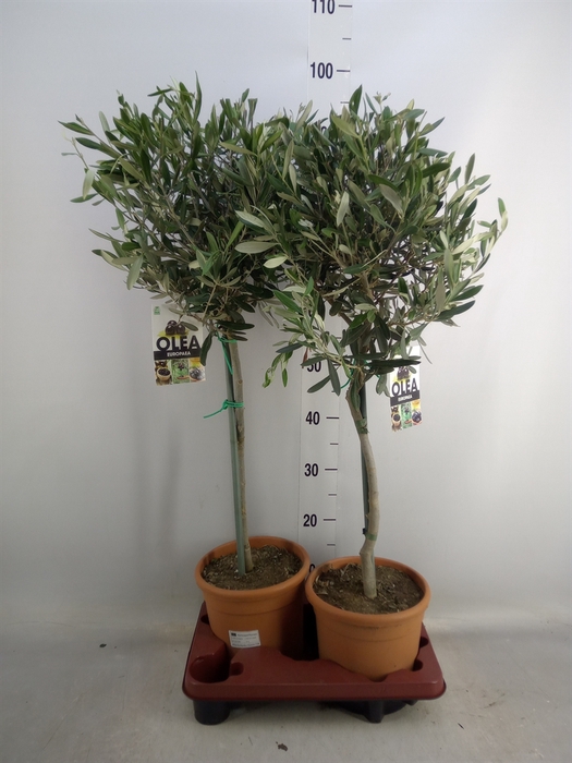 <h4>Olea europaea</h4>