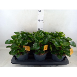 Peperomia obt. 'Burning Bush'