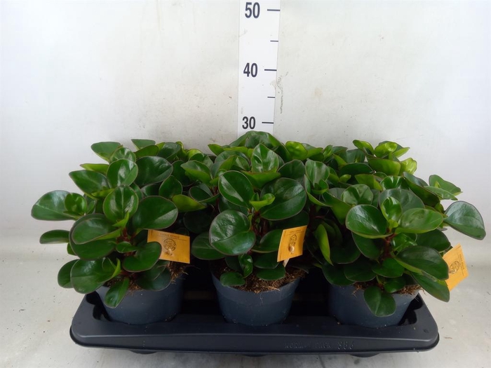 <h4>Peperomia obt. 'Burning Bush'</h4>