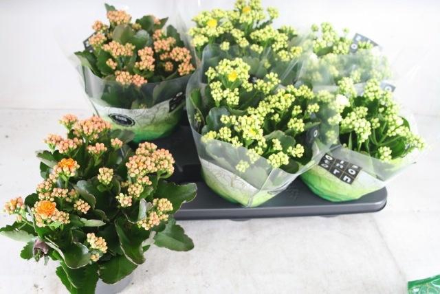 <h4>KAL GE GEM 3 KL</h4>