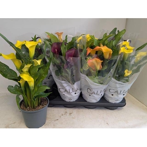 Zantedeschia mixed 14Ø 40cm 6fl