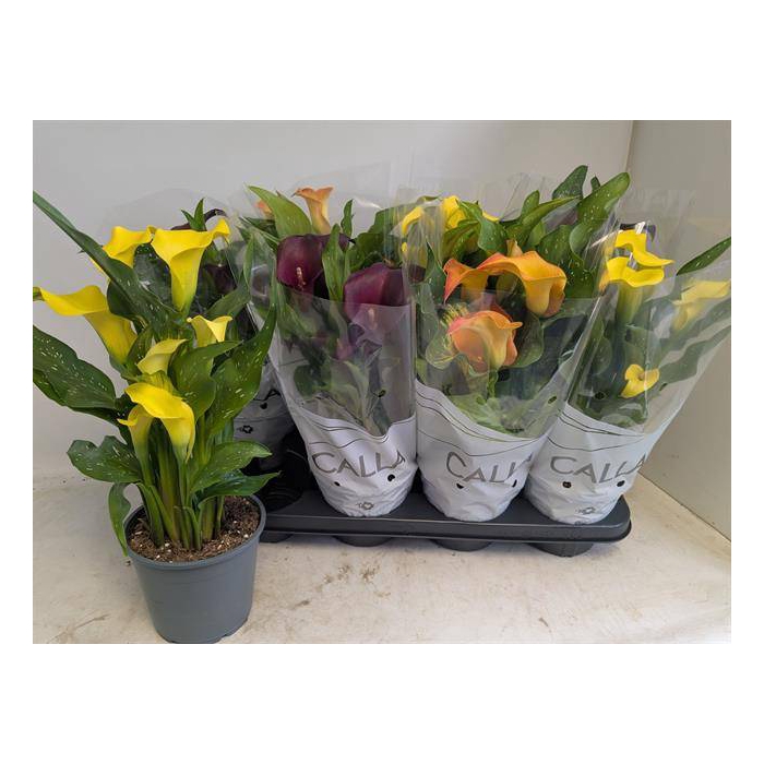 <h4>Zantedeschia mixed 14Ø 40cm 6fl</h4>