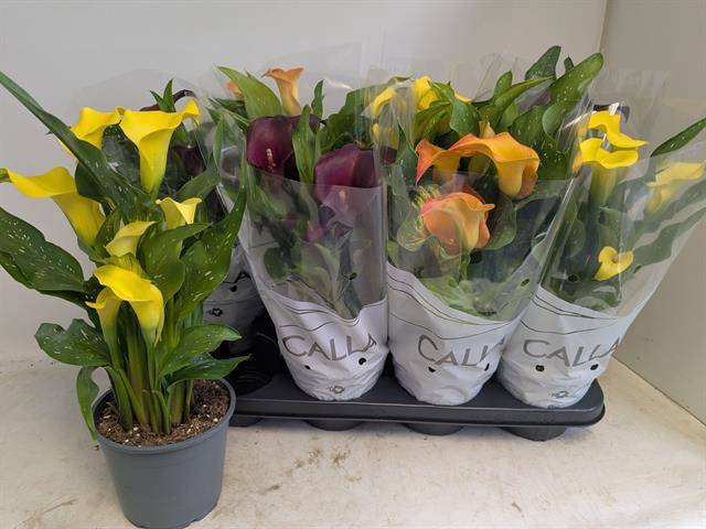 Zantedeschia mixed 14Ø 40cm 6fl