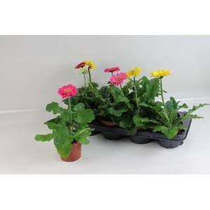 GERBERA MINI MIX