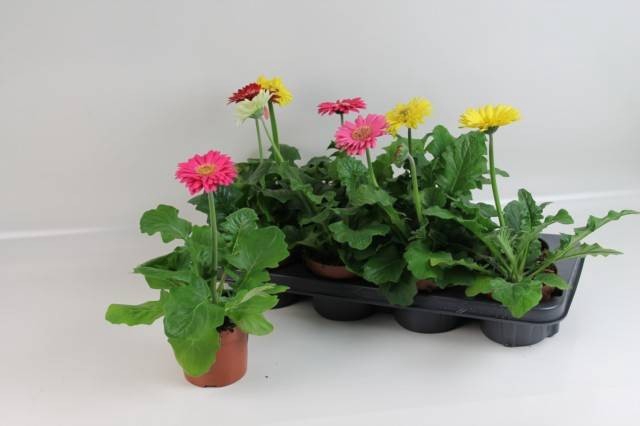 <h4>GERBERA MINI MIX</h4>
