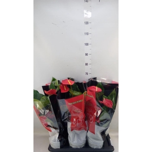 Anthurium andr. 'Madural'