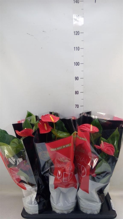 <h4>Anthurium andr. 'Madural'</h4>