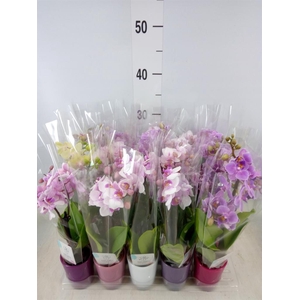 Phalaenopsis   ...mini