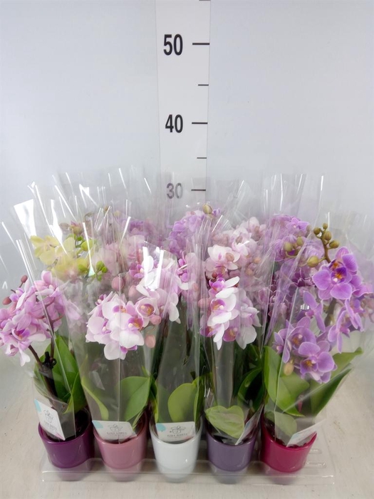 <h4>Phalaenopsis   ...mini</h4>