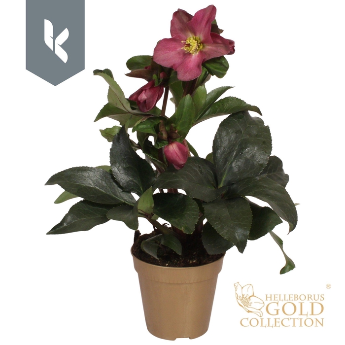 <h4>HGC Helleborus Ice N Roses Red in gouden pot</h4>