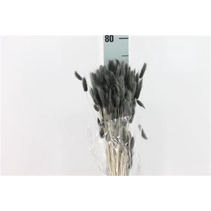 Dried Lagurus Bleached Grigio Bs