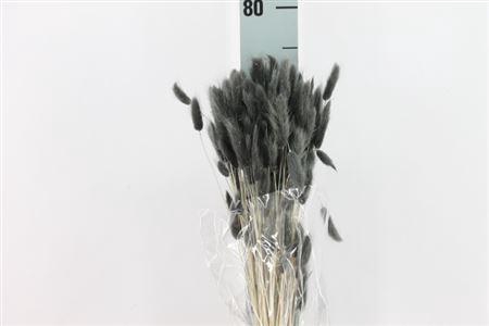 <h4>Dried Lagurus Bleached Grigio Bs</h4>