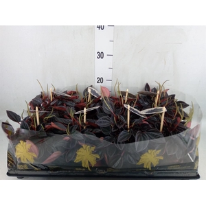 Peperomia