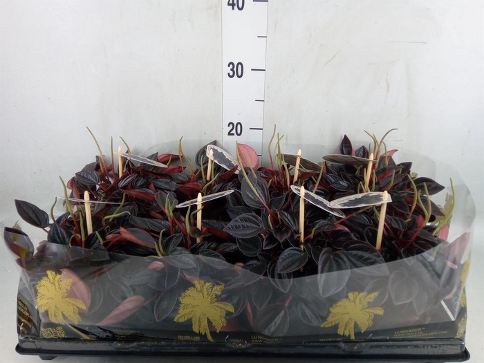 <h4>Peperomia</h4>