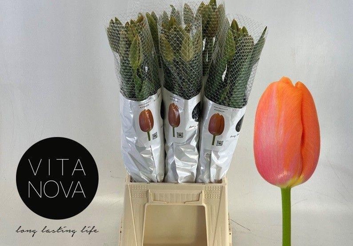 <h4>TU EN AVIGNON</h4>