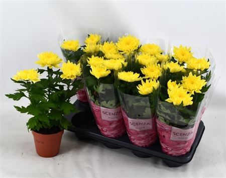 <h4>Chrysanthemum (Indicum Grp) Supernova Yellow</h4>