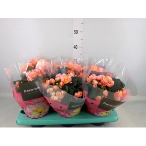 Begonia elat. DU 'Hailey Sunset'