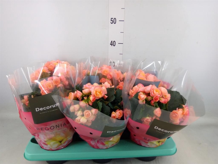 <h4>Begonia elat. DU 'Hailey Sunset'</h4>