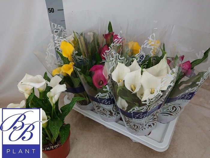 <h4>ZANT GEM 4 KL</h4>