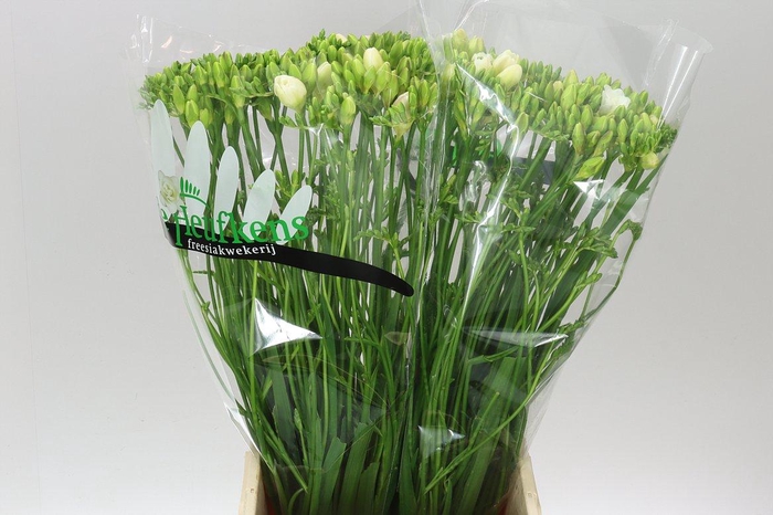 <h4>Fr Du Versailles</h4>