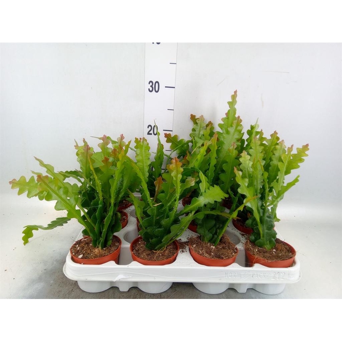 <h4>Epiphyllum anguliger</h4>