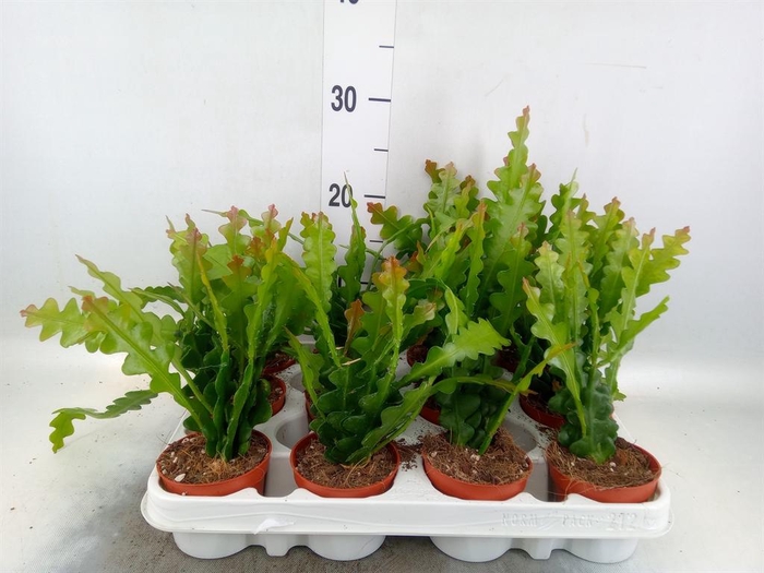 Epiphyllum anguliger