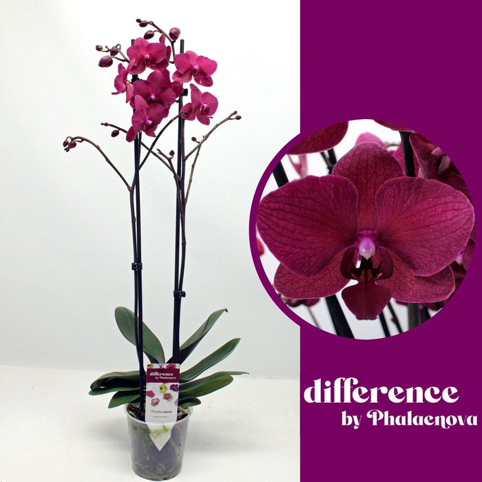 <h4>Pavarotti 2-tak 70cm (RIJP)</h4>