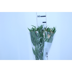 ALSTROEMERIA CANYON 080 CM