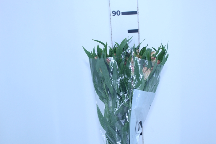 ALSTROEMERIA CANYON 080 CM