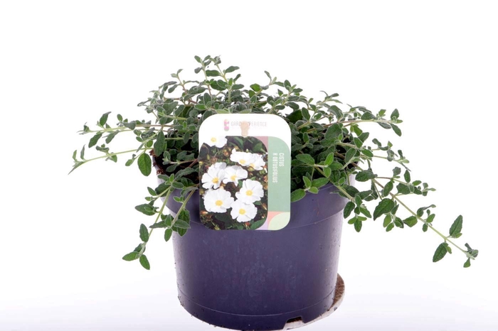 <h4>Cistus obtusifolius</h4>