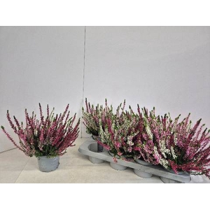 CALLU NOVA GEM 3 KL