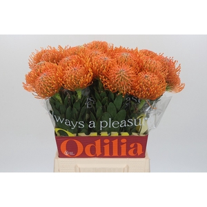 Nutans Ayoba Orange
