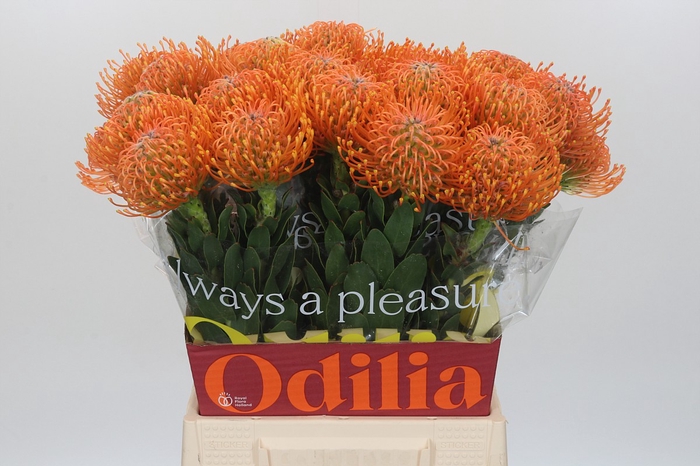 <h4>Nutans Ayoba Orange</h4>