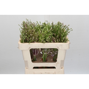 Allium Schubertii Promo