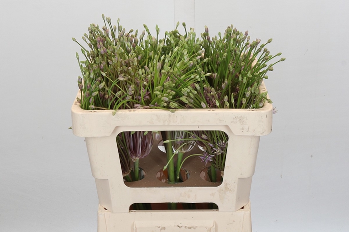 <h4>Allium Schubertii</h4>