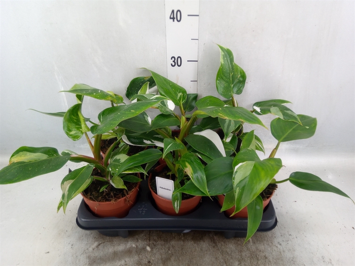 <h4>Philodendron   ...</h4>