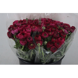 Ran Elegance Hot Pink