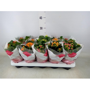 Kalanchoe blos.   ..mix 5