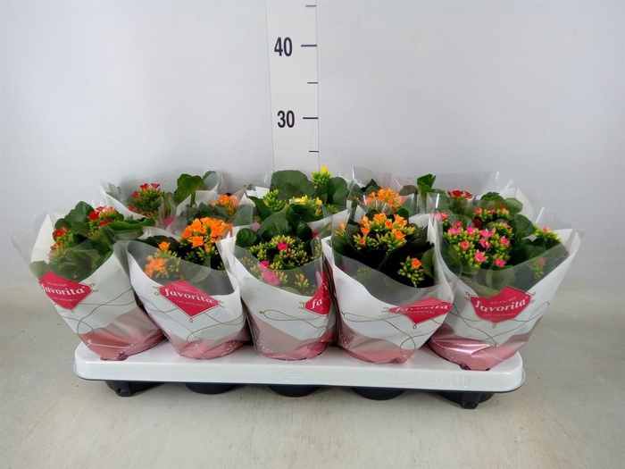 <h4>Kalanchoe blos.   ..mix 5</h4>