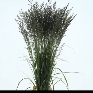 CALAMAGROSTIS BRACHY