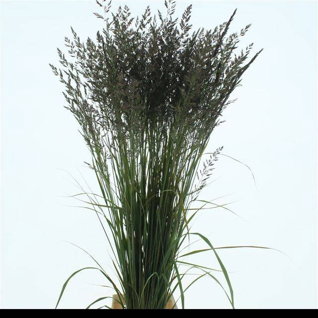 <h4>CALAMAGROSTIS BRACHY</h4>
