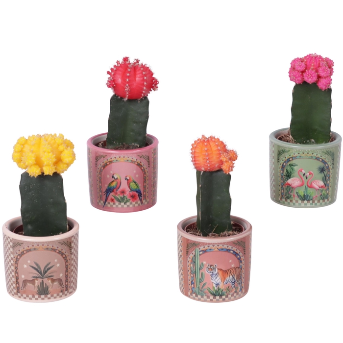 <h4>Cactus mix 5,5cm in Ceramic Pot Exotic Animals Ø07cm</h4>